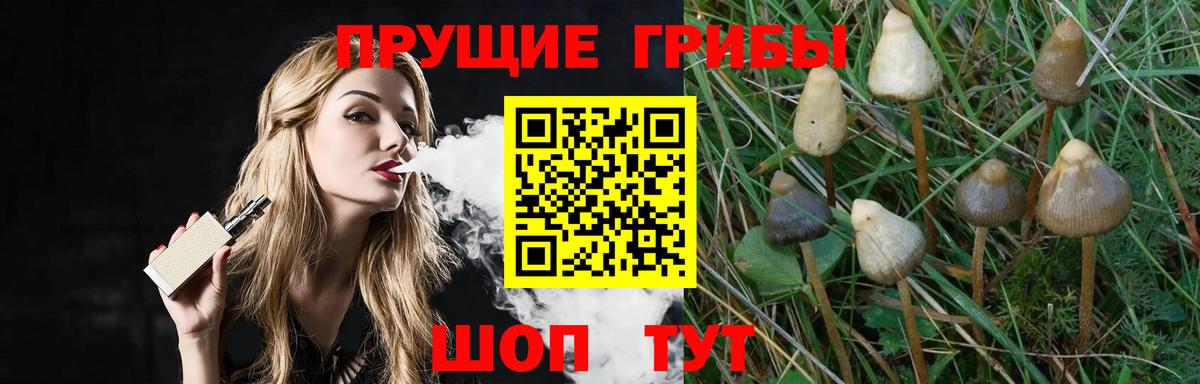 Сунжа  Псилоцибиновые грибы Psilocybine cubensis  Вход с VPN 